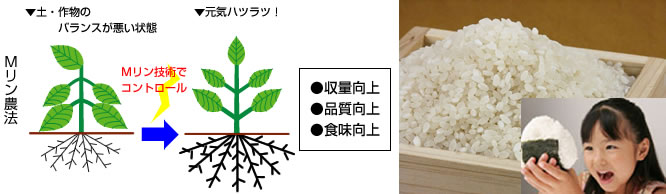 Mリン農法でおいしいお米を！